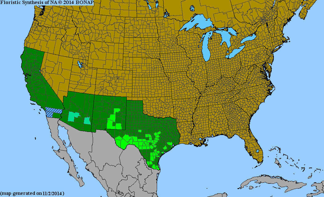 County distribution map of Dermatophyllum secundiflorum - Texas Western Mountain-Laurel